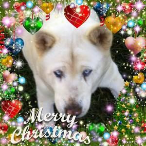 Meet your Posher, Perry